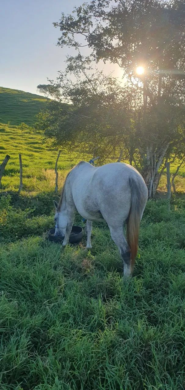 Egua mangalarga prenha  - Foto 3