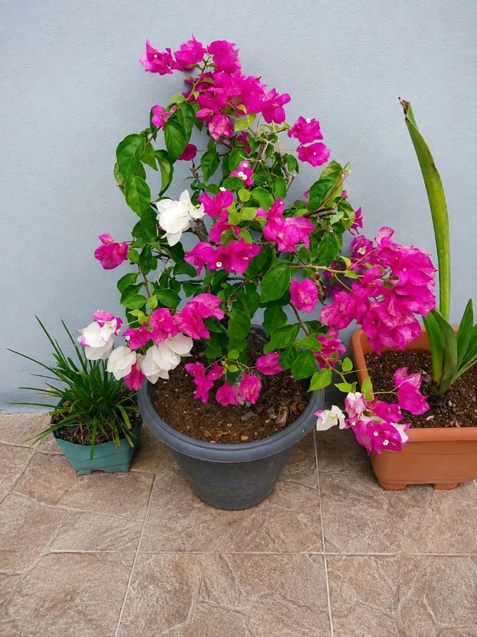 Muda de Primavera