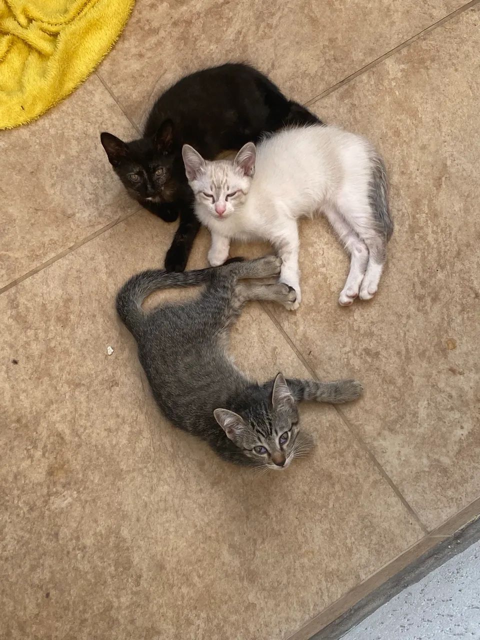Doa-se gatinhos 