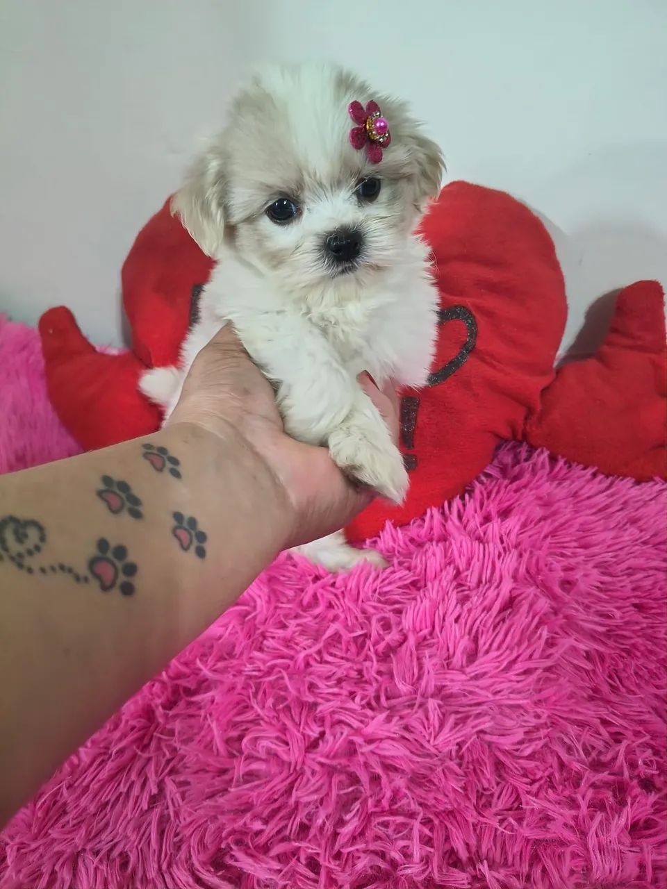 VD filhotes fêmeas de Shi Tzu mini e pequenas  - Foto 2