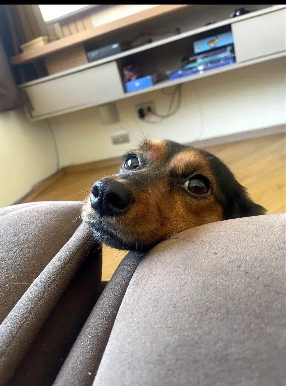 Pet disponível para adoção  - Foto 2