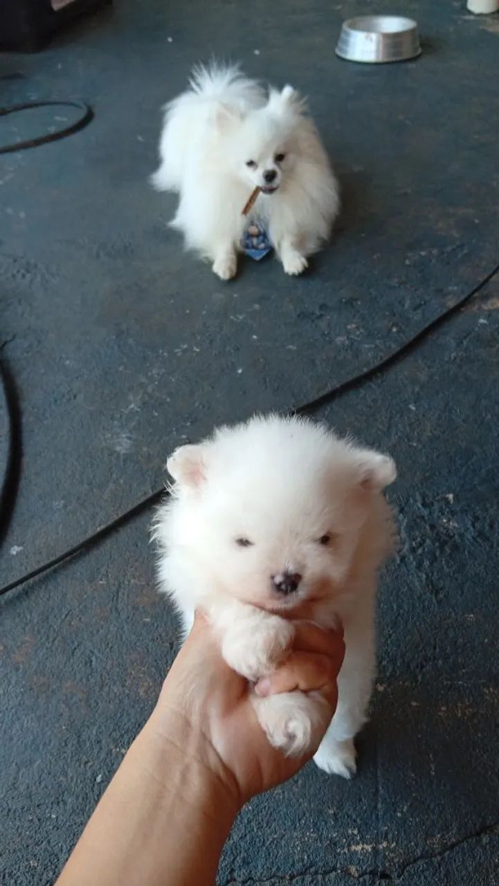 Splitz alemão 