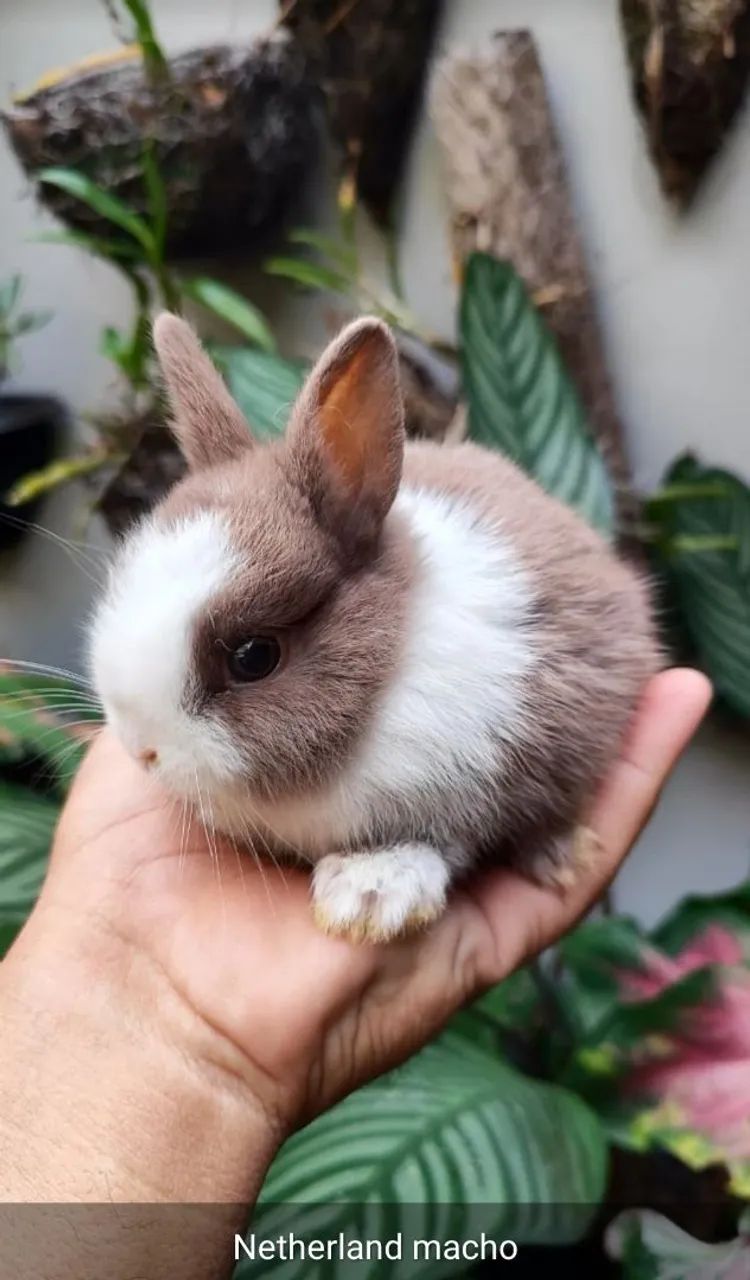 Coelho Anão filhotes e adultos Mini dwarf Netherlands. Mais de 20 cores para escolha!