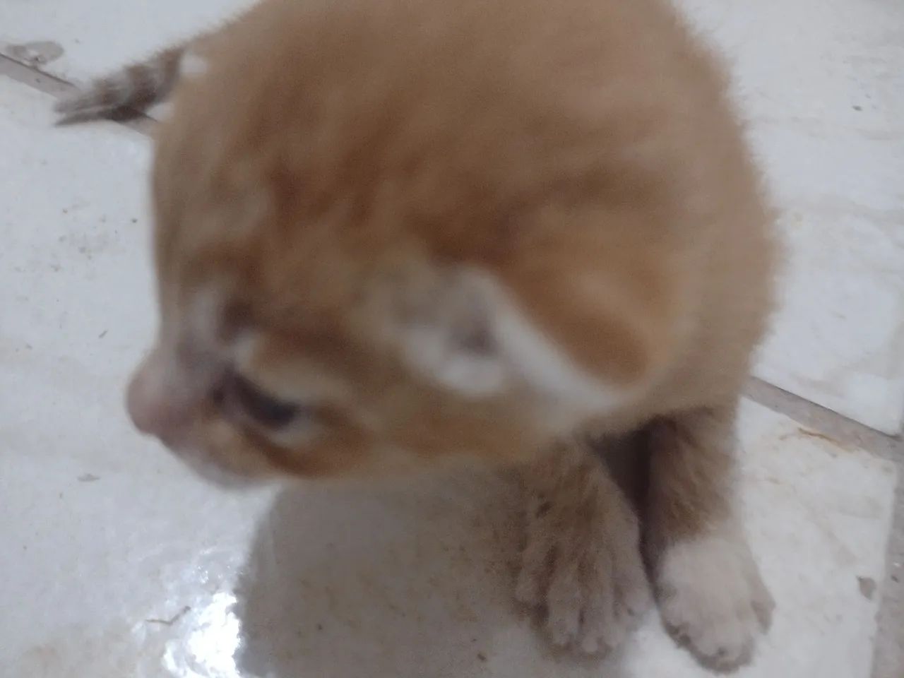 Gato laranja  - Foto 2
