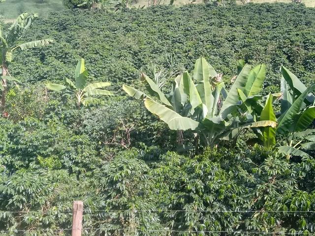Pò de café direto do produtor Puro sabor de Minas gerais
