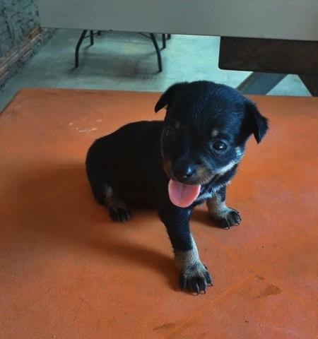 Pinscher Dog Black - Foto 4