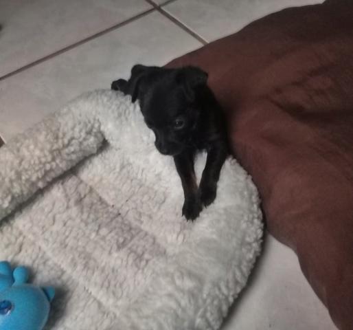 Pinscher Dog Black - Foto 3