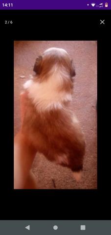 Vendo shih TZU - Foto 2