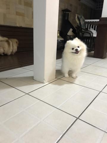 Spitz Alemão Anão (Lulu da Pomerania) Macho disponível para Acasalamento - Foto 3