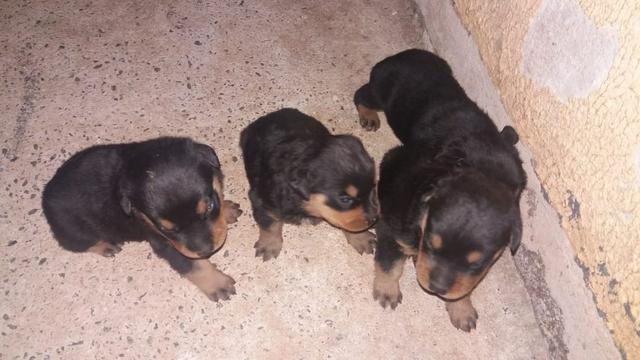 Cachorro filhote - Foto 2