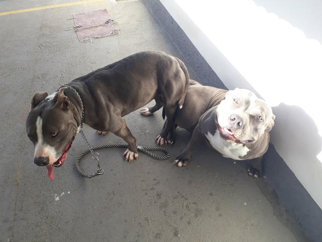 Filhote de American Staffordshire Terrier Blue Nose