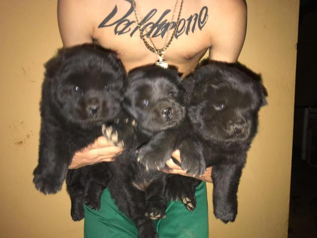 Chow chow puro - Foto 2