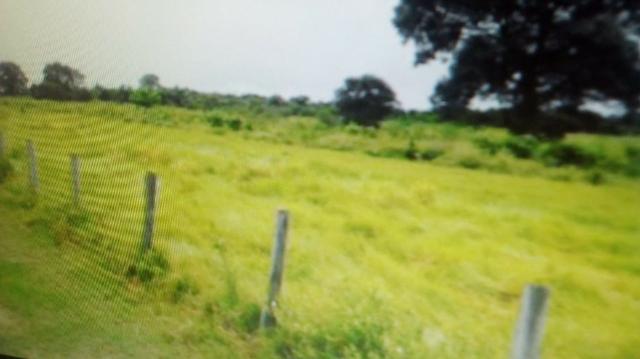 Fazenda 87.945 hec, porteira fechada, no pantanal Mato-Grossense, ha 120 de porto cercado. - Foto 5