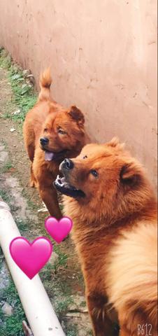 Filhote de chow-chow