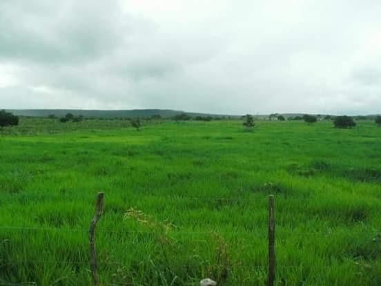 Fazenda de 791 tarefas, com sede nova e curral de ripão coberto com embarcador e balança - Foto 16