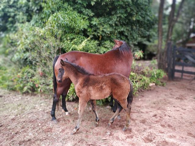 Vendo ou troco - Foto 4