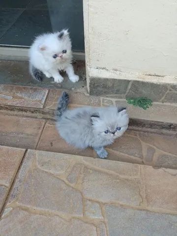 Gatinhos com pedigree  - Foto 3
