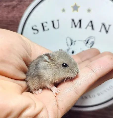 Hamster Anão Russo - Perfil Profissional 