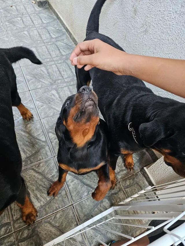 Hottweiler - Foto 4
