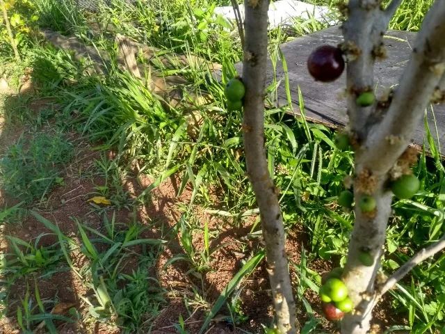 Área de 6.460m² - Foto 5