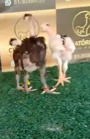 Pescoço pelado de baixa grande, GSB, Balao de baixa grande, Galinha Sertaneja Balão. - Foto 3