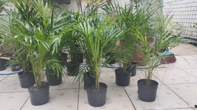  Palmeira Areca - Foto 2
