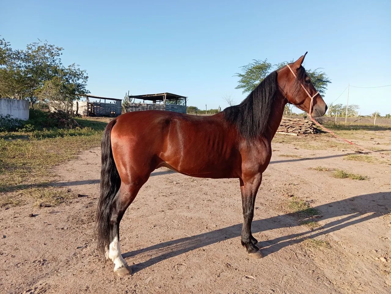Barão Império do Cedro, filho do Amado Ipê, entre os tops 10 da raça  - Foto 2