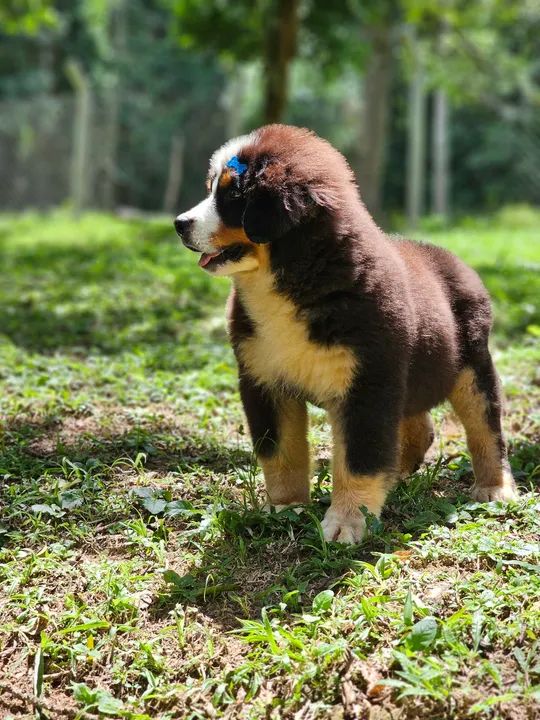 Filhote de Bernese Mountain Dog - Foto 2
