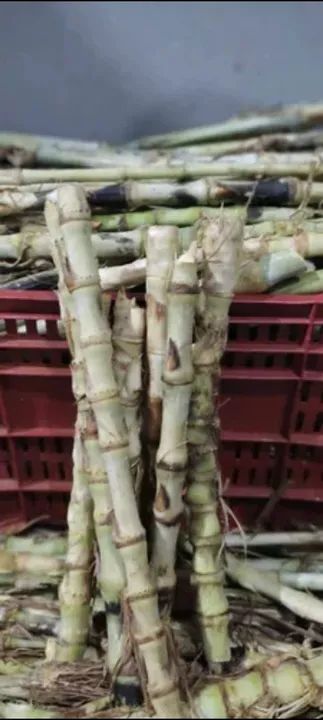 CAPIM BRS KURUMI  - Foto 4