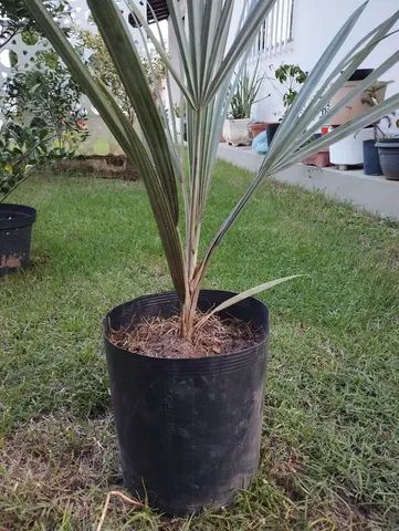 Vendo muda de palmeira azul - Foto 2