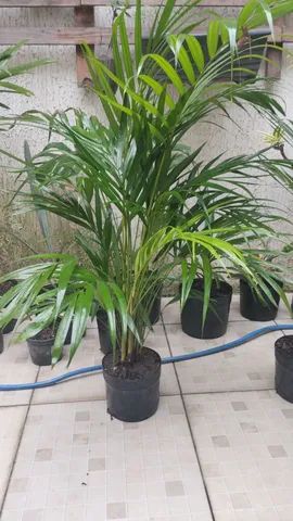  Palmeira Areca