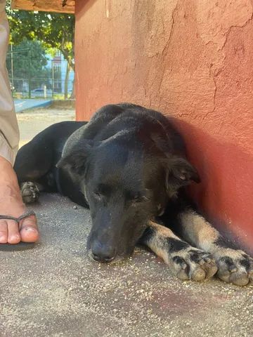 adoção para cachorro macho cachorros e acessórios taquara rio de