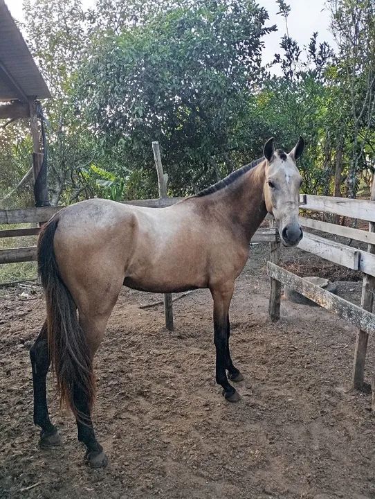 Potra Mangalarga Marchador