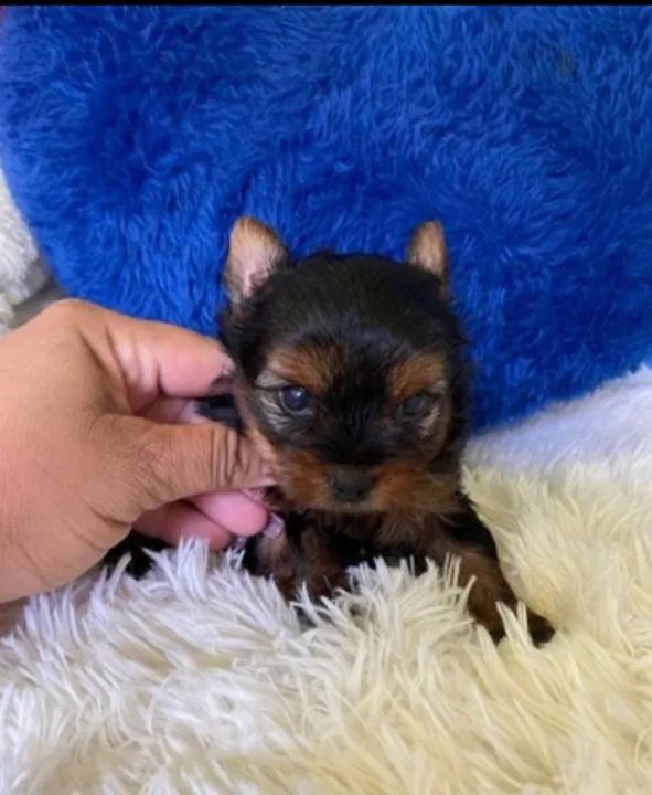 York macho  miniatura promoção 