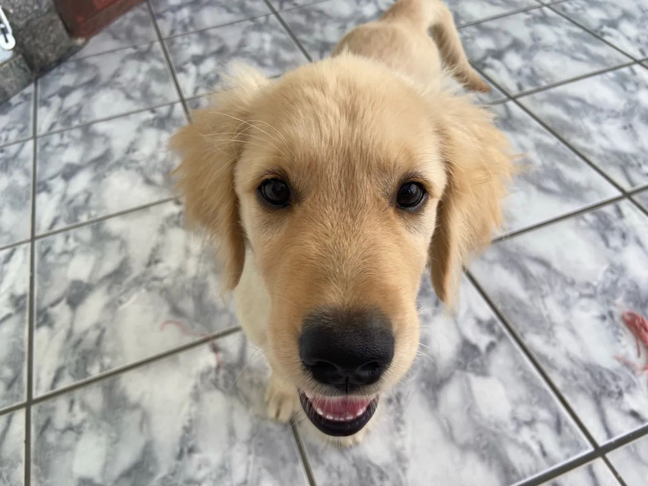 vendo golden retriever  - Foto 4