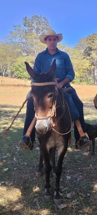 Burro Marchador excelente De sela 