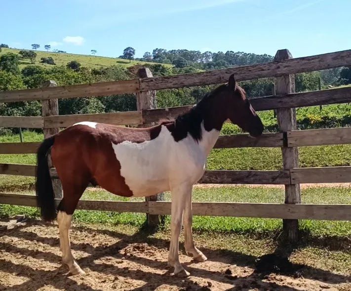 Potro Pampa de Castanho.