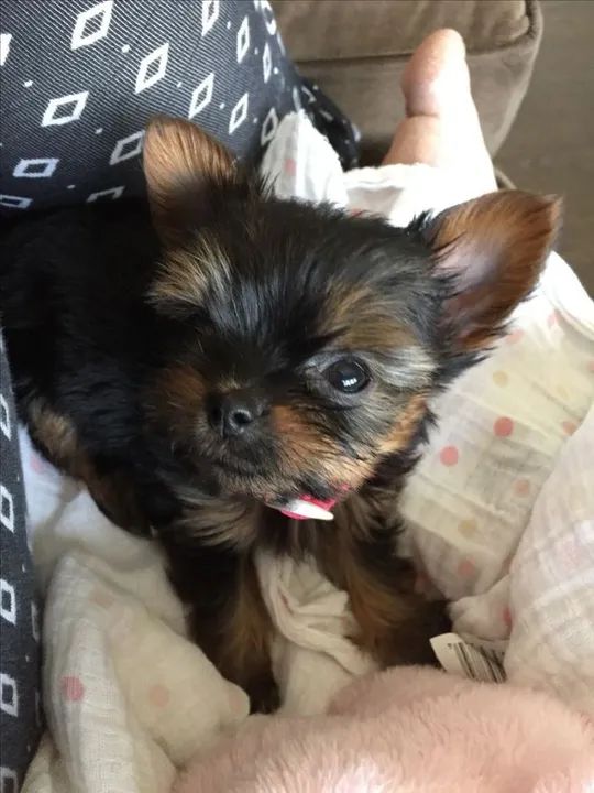 Comprar Filhote de Yorkshire - Pelagem Fina e Temperamento Fofinho