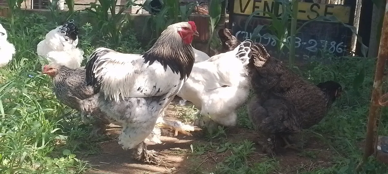 Galinhas Brahma