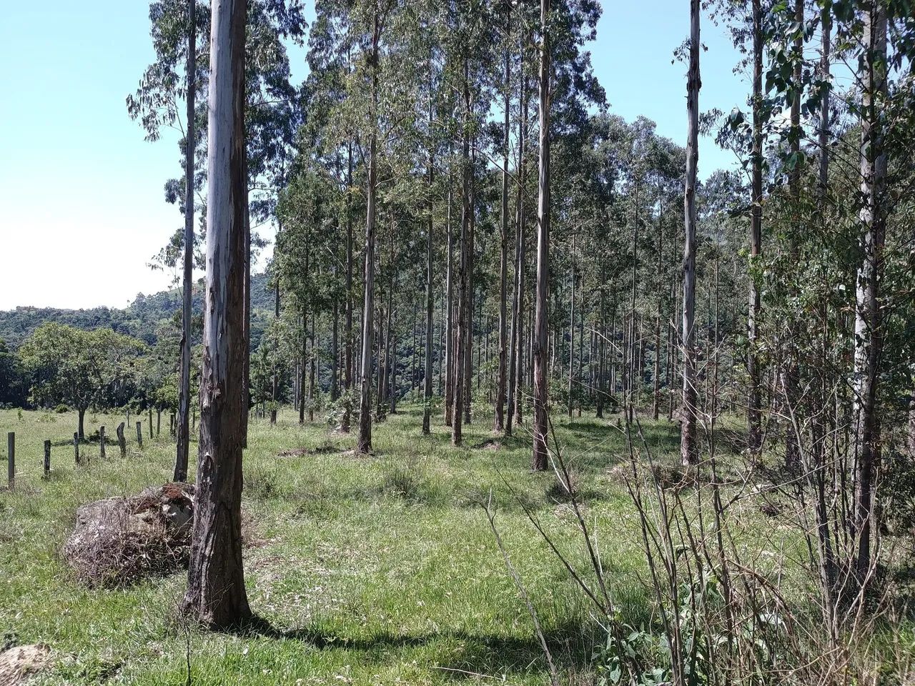 ANITÁPOLIS/SC - Terreno ao pé da serra geral com 30 hectares  - Foto 5