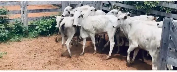 Venda de gado nelore - Foto 6