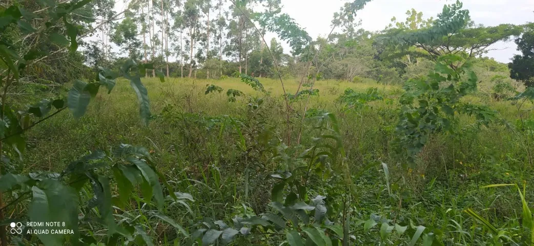 Sítio de 5.000m² no imbiruçu de dentro