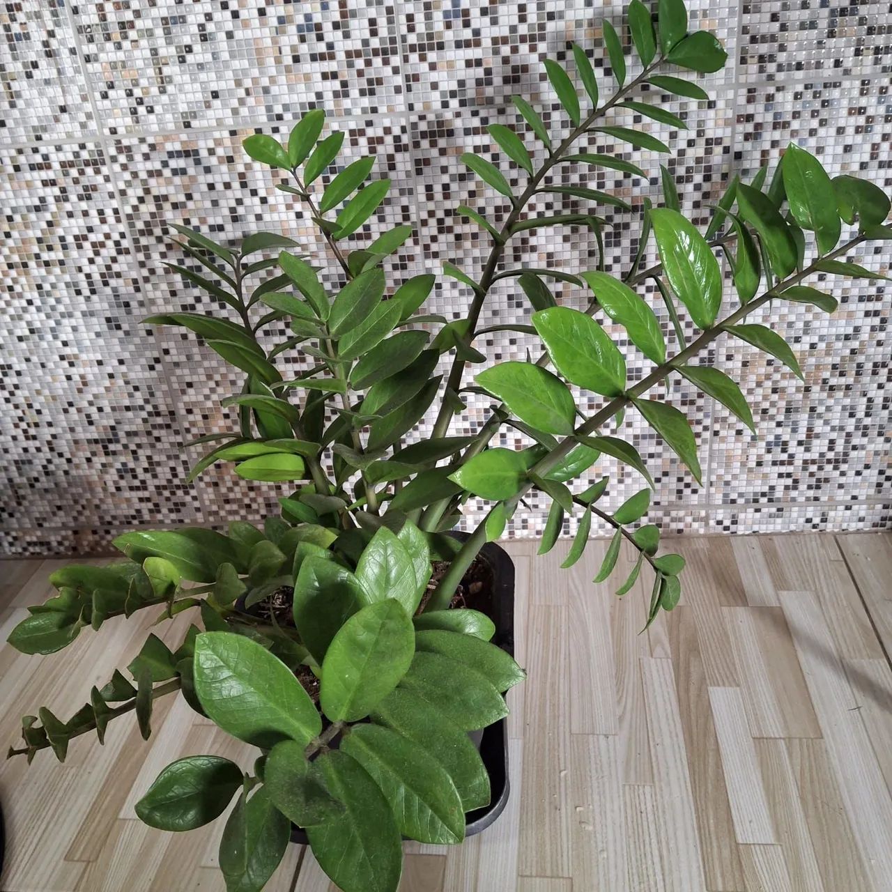 Planta ZZ - Zamioculcas Zamiifolia - Foto 4