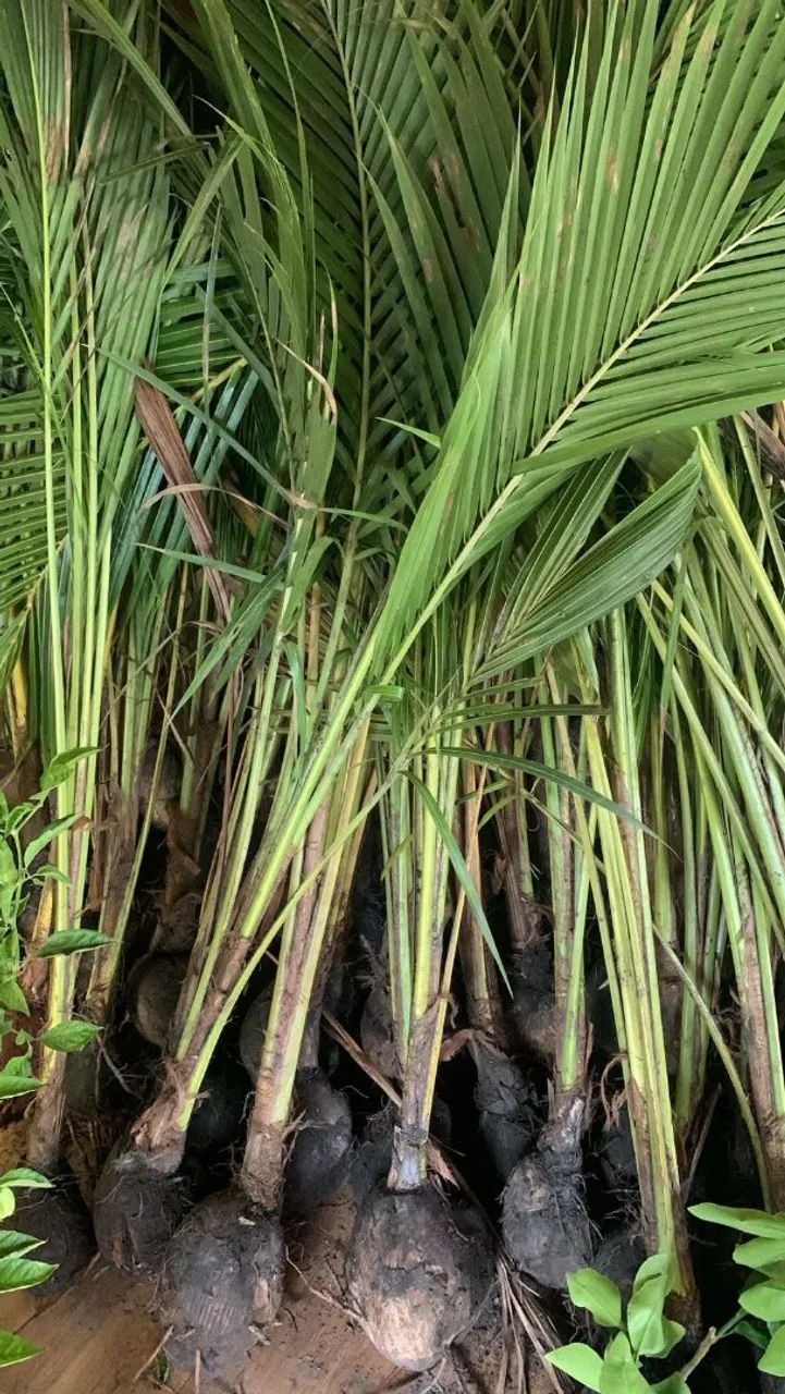Mudas de coco anão  - Foto 2