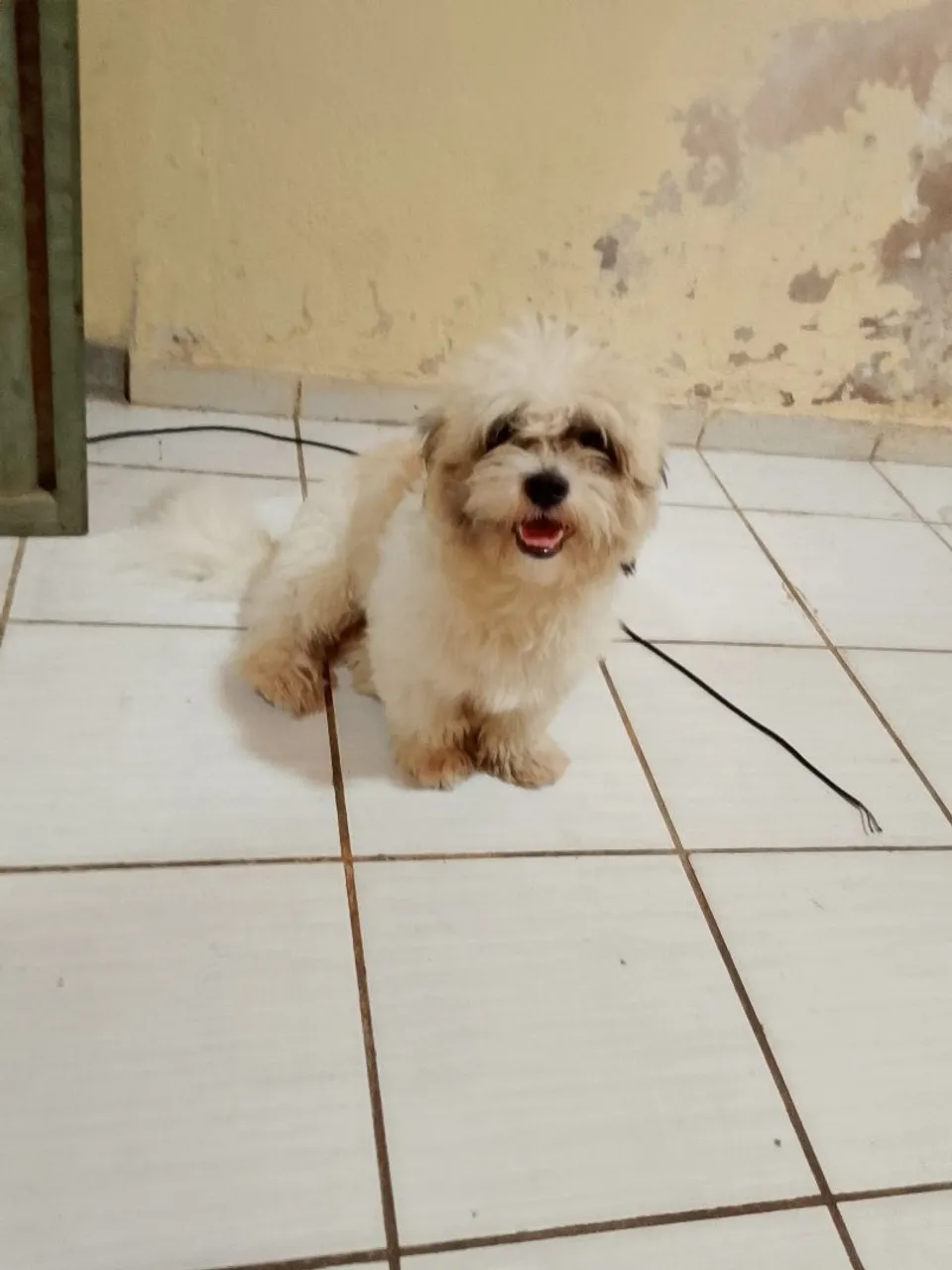 Shih Tzu Filhote - Pelúcia de Patas