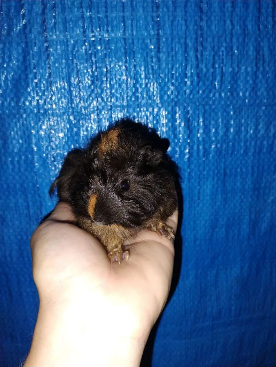 Filhote de porquinho da índia macho 