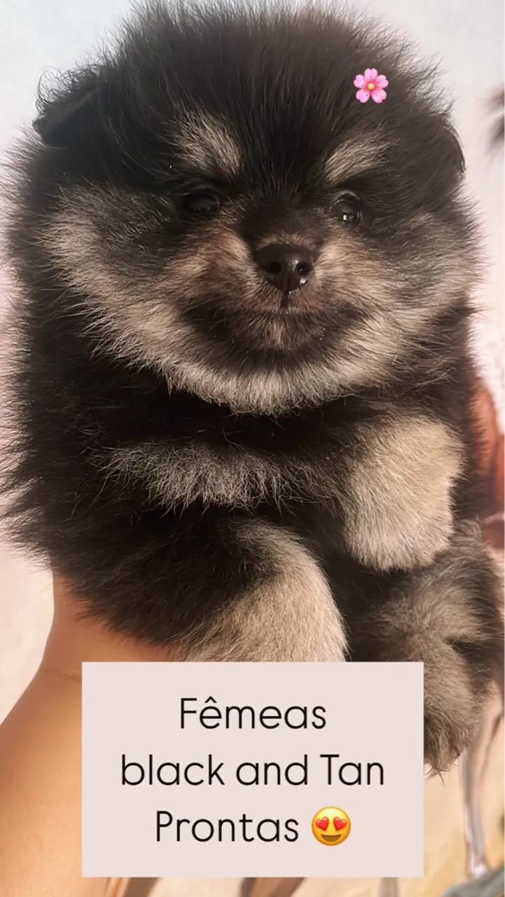Fêmeas Pomeranian Black and Tan