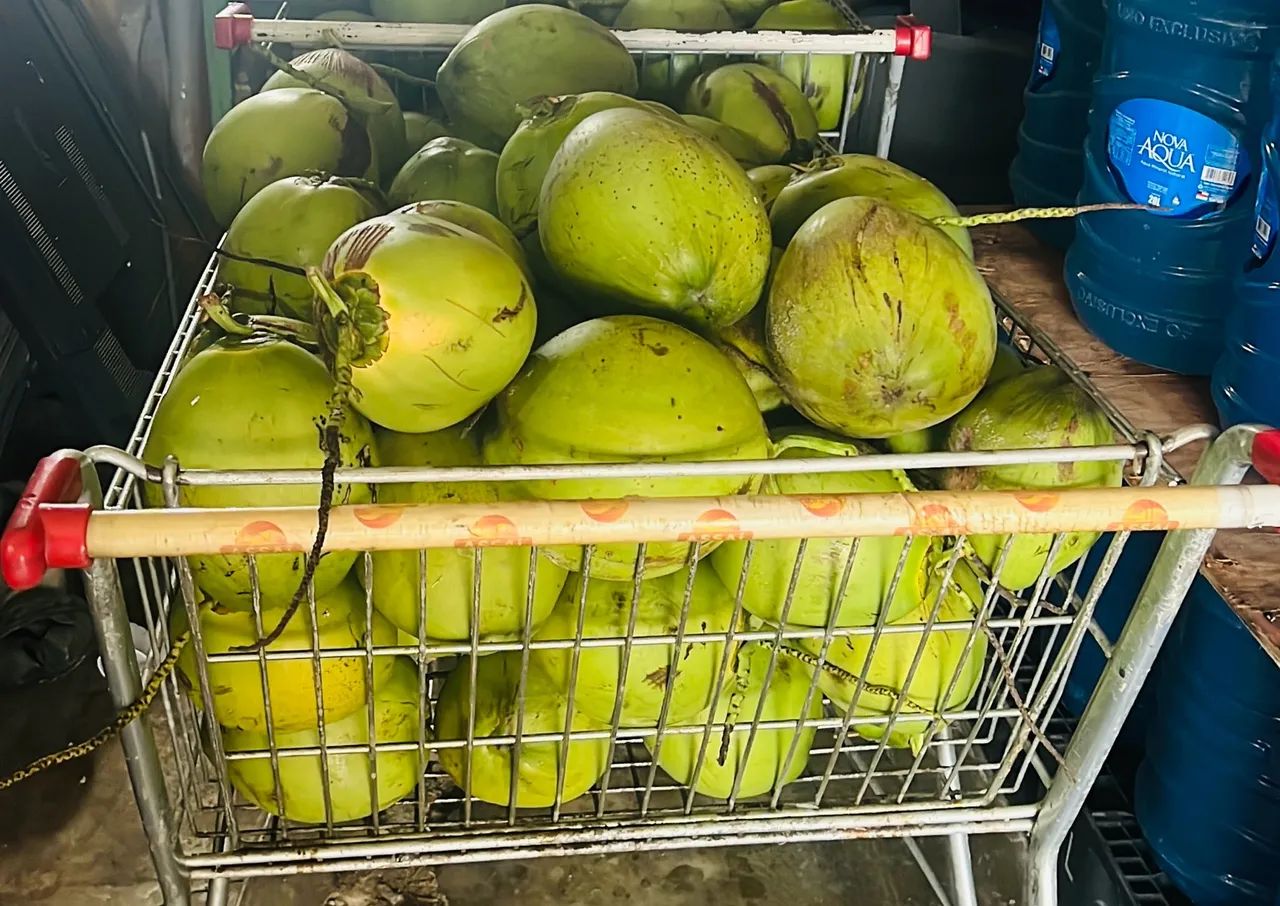 Entrega-se coco para venda de água de coco  - Foto 2