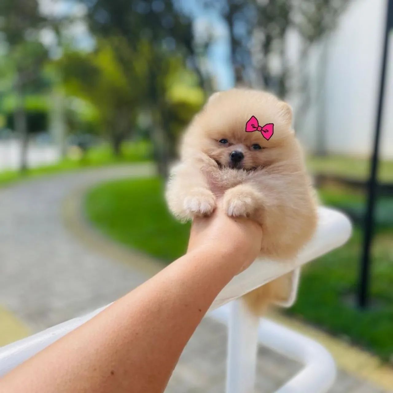 Ursinha Minúscula de Bolsa Lulu da Pomerânia  - Foto 3