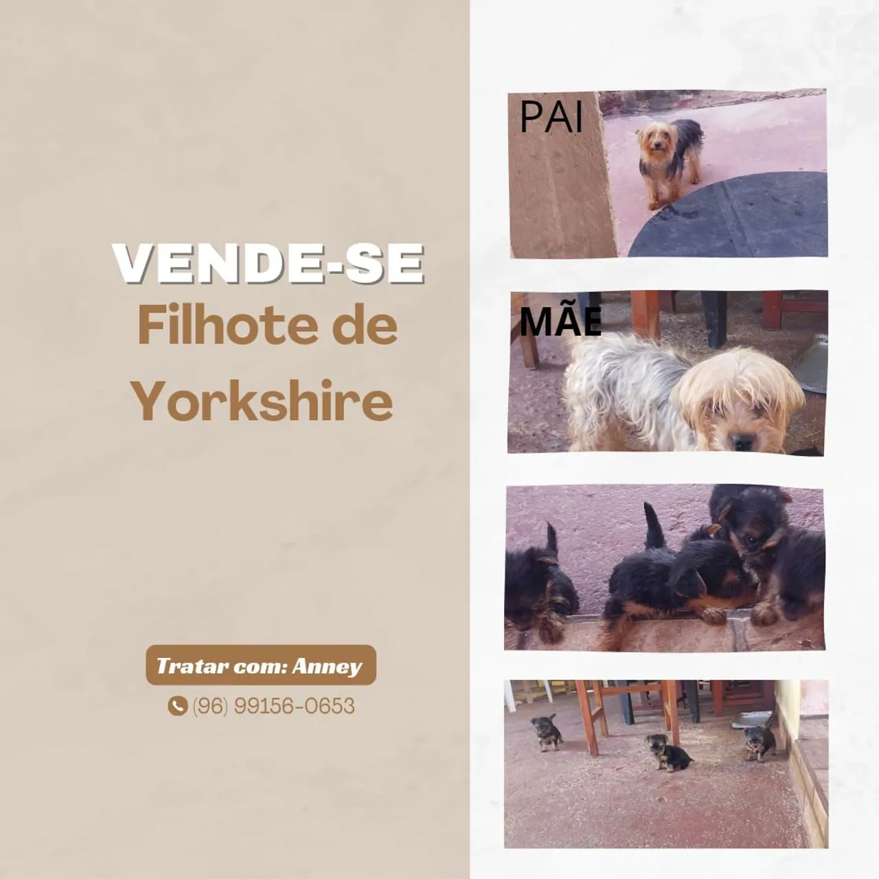 Filhotes de Yorkshire Terrier à venda!